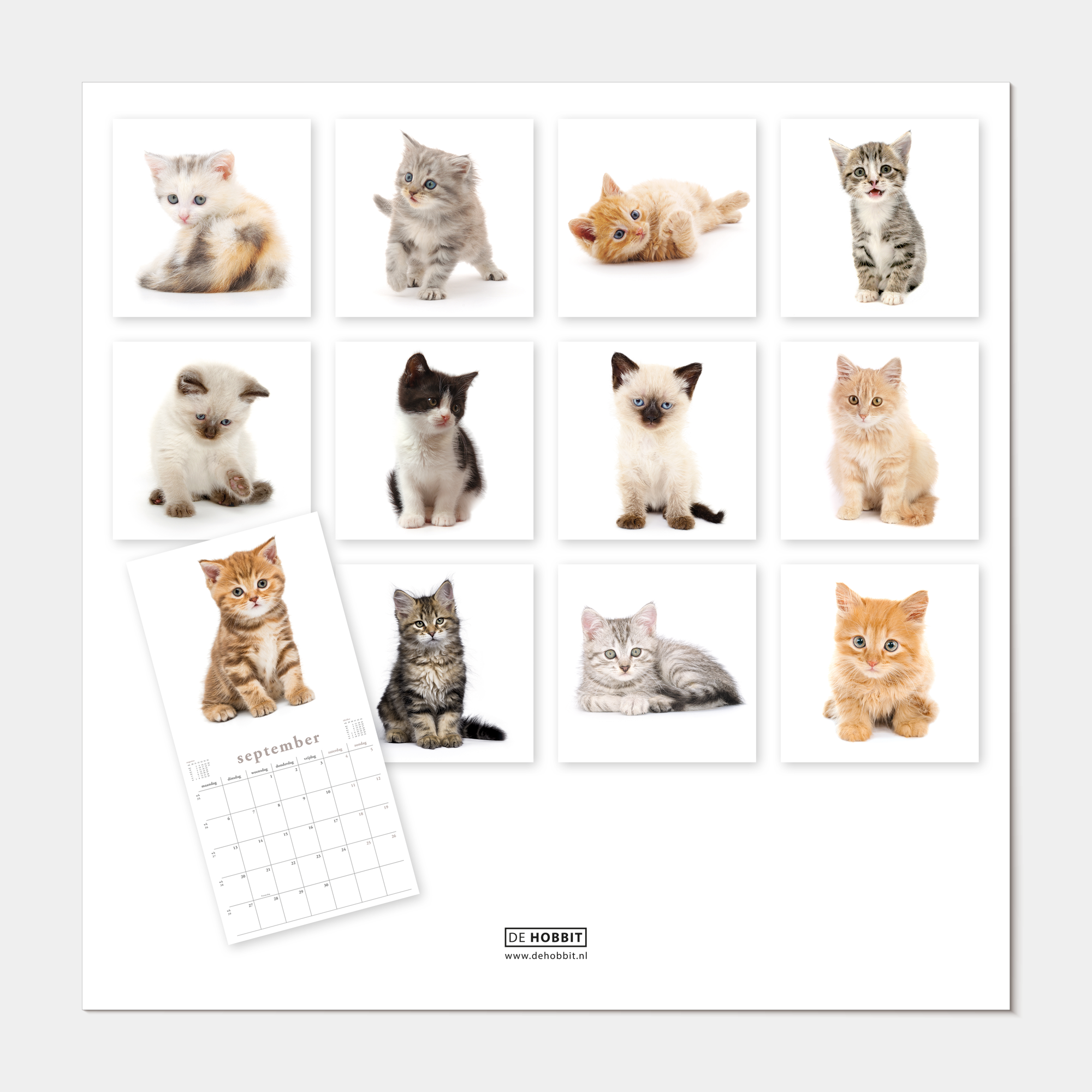 JAARKALENDER 2027 KATTEN